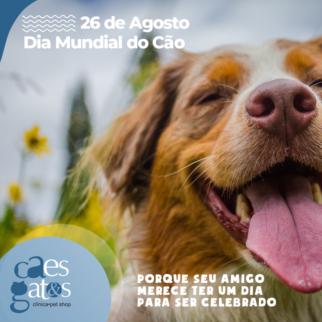 26 de Agosto – Dia Mundial do Cão | Porque seu amigo merece ter um dia para ser celebrado!