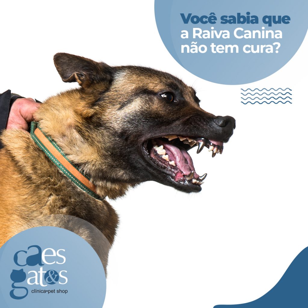 Voc Sabia Que A Raiva Canina N O Tem Cura C Es E Gatos Veterin Ria