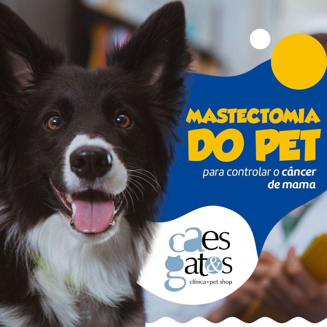 Mastectomia do Pet para controlar o Câncer de Mama