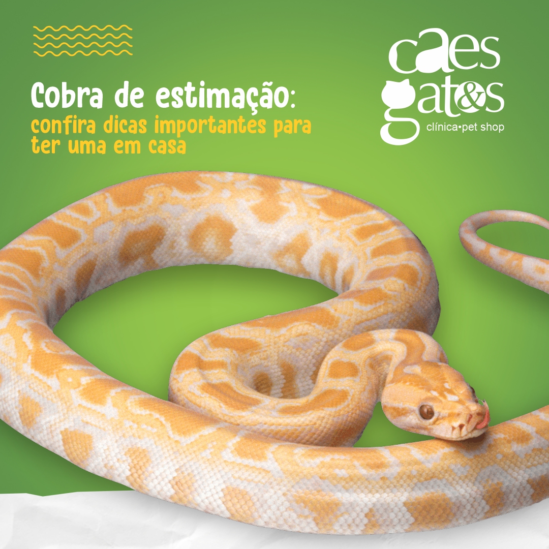 Cobra de estimação: descubra como ter uma em casa