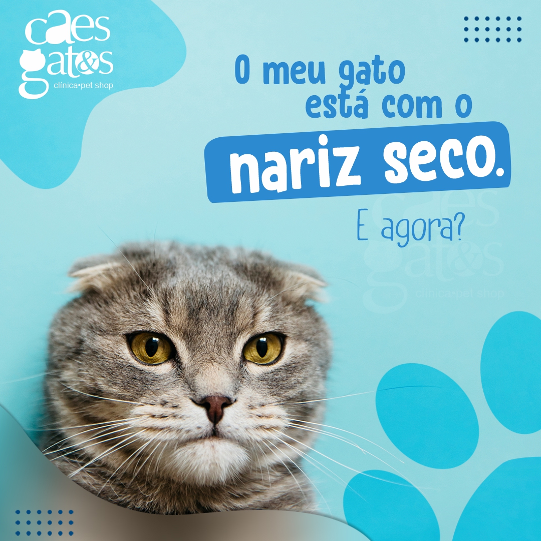 O meu Gato Está com o Nariz Seco. E Agora?