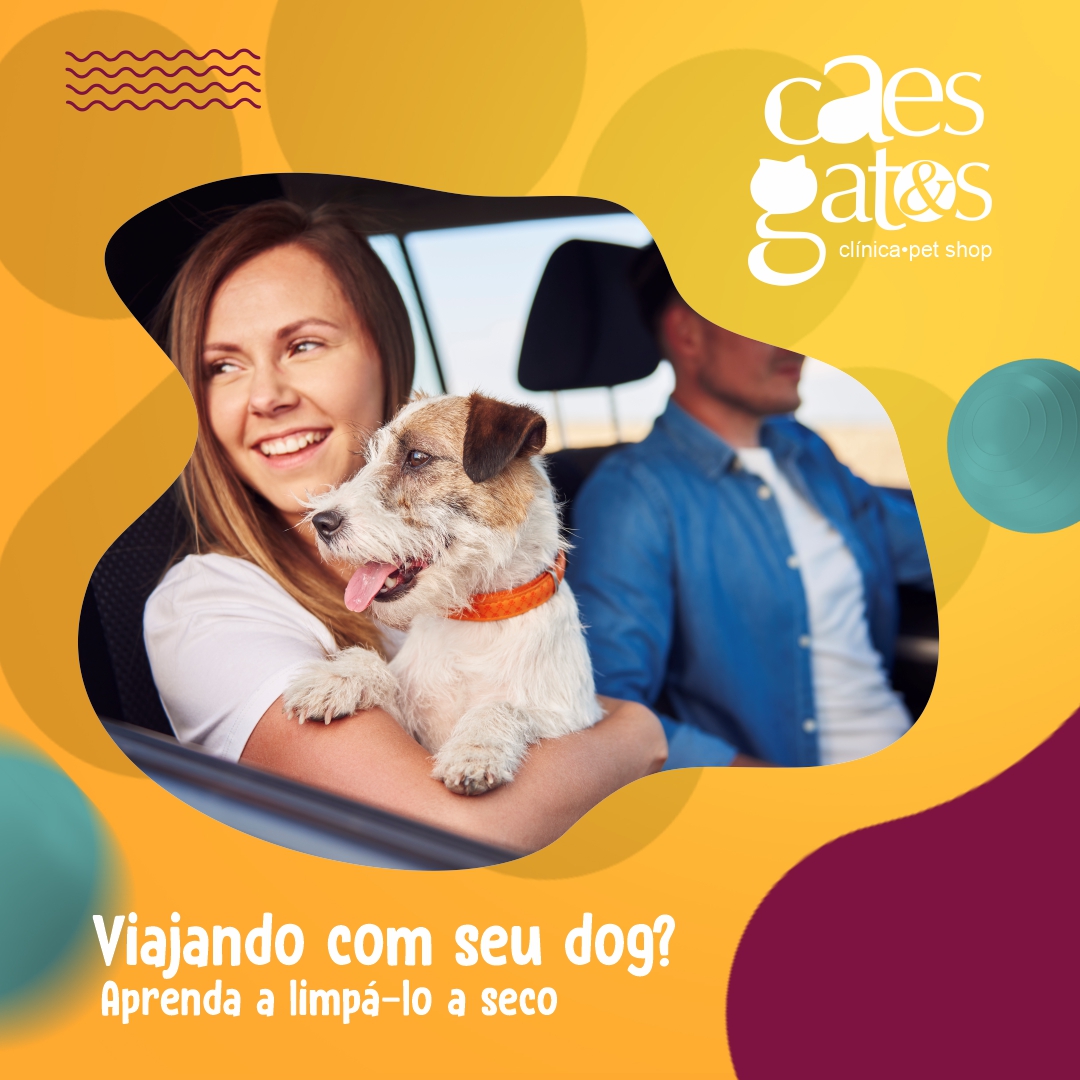 Viajando com seu dog? Aprenda a limpá-lo a seco