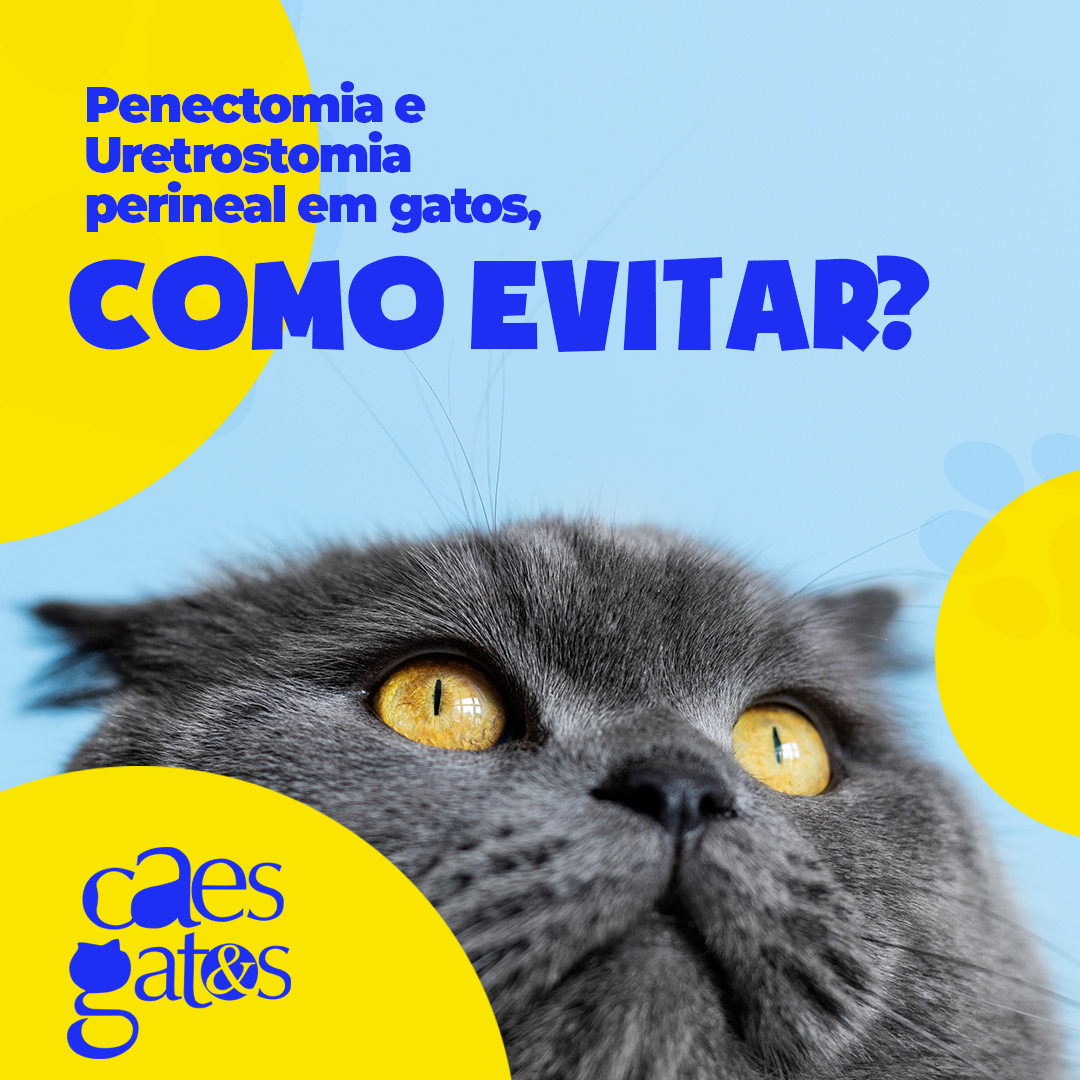 Penectomia e Uretrostomia Perineal em Gatos, Como Evitar?