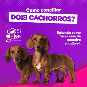 Como Conciliar Dois Cachorros?