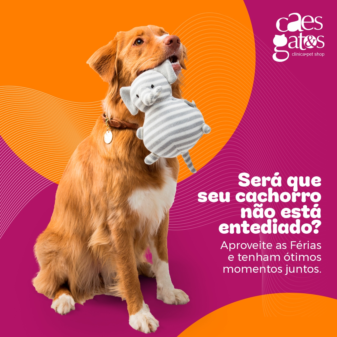 Será que Seu Cachorro Não Está Entediado?