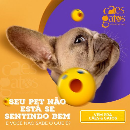 Seu pet não está se sentindo bem e você não sabe o que é?