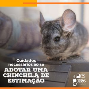 Cuidados necessários ao se adotar uma chinchila de estimação