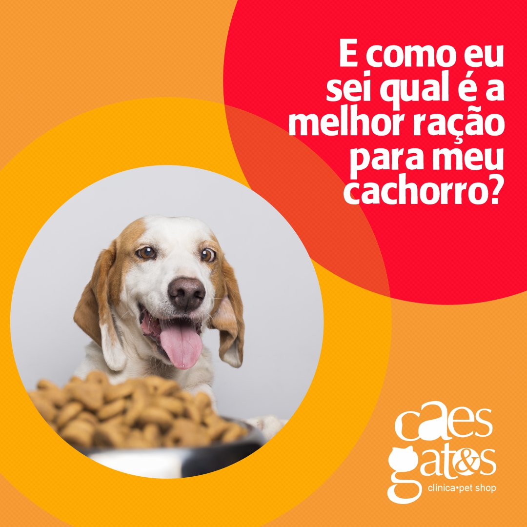 E como sei qual é a melhor ração para meu cachorro? | Cães e Gatos