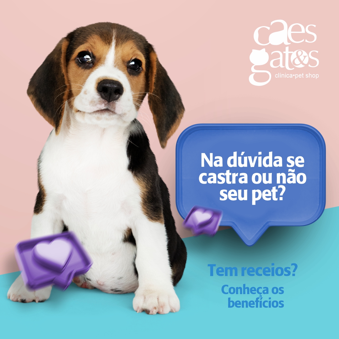 Na dúvida se castra ou não seu pet? Tem receios? Conheça os benefícios