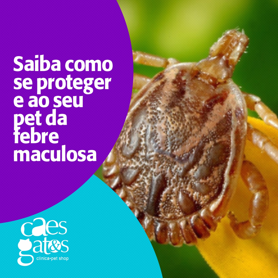 Saiba como se proteger e ao seu pet da febre maculosa