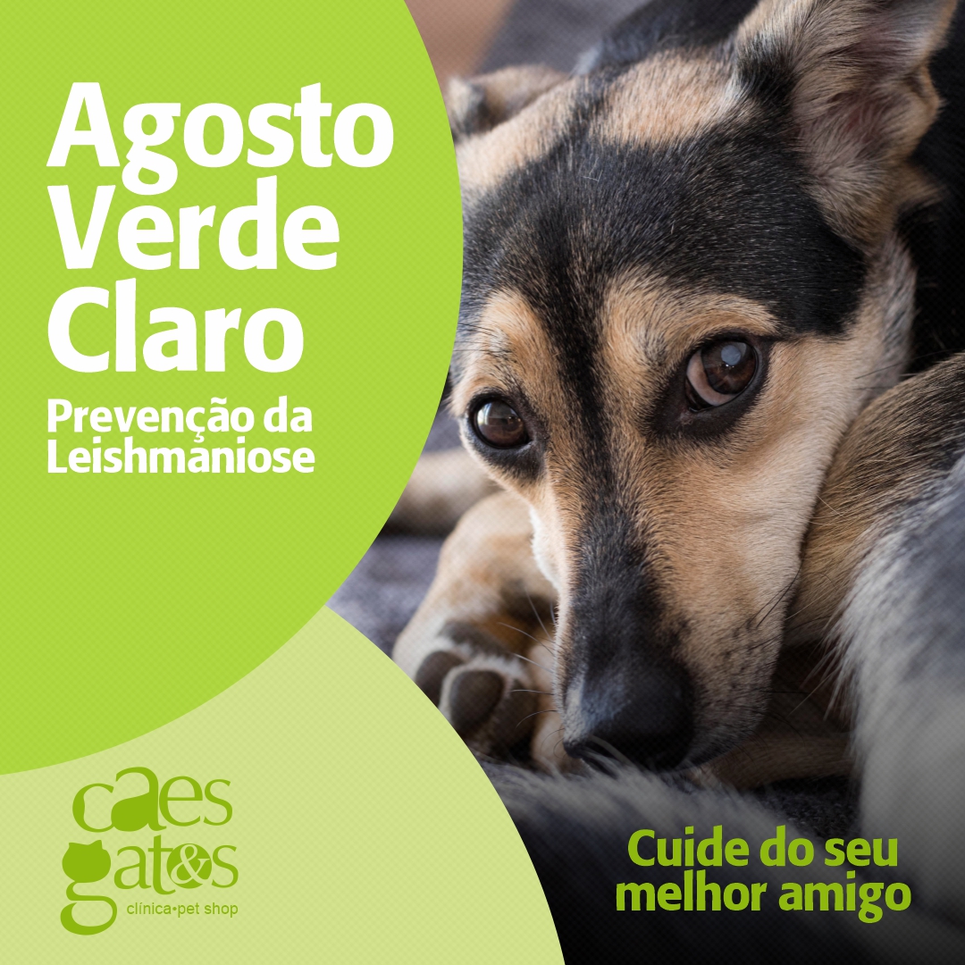 Agosto Verde Claro – Prevenção da Leishmaniose