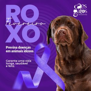 Fevereiro Roxo: Previna doenças em animais idosos