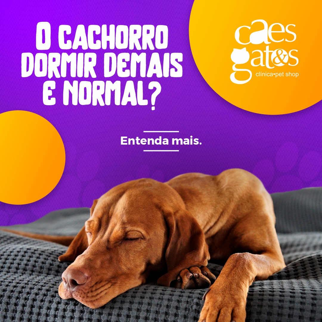 O cachorro dormir demais é normal? Entenda mais