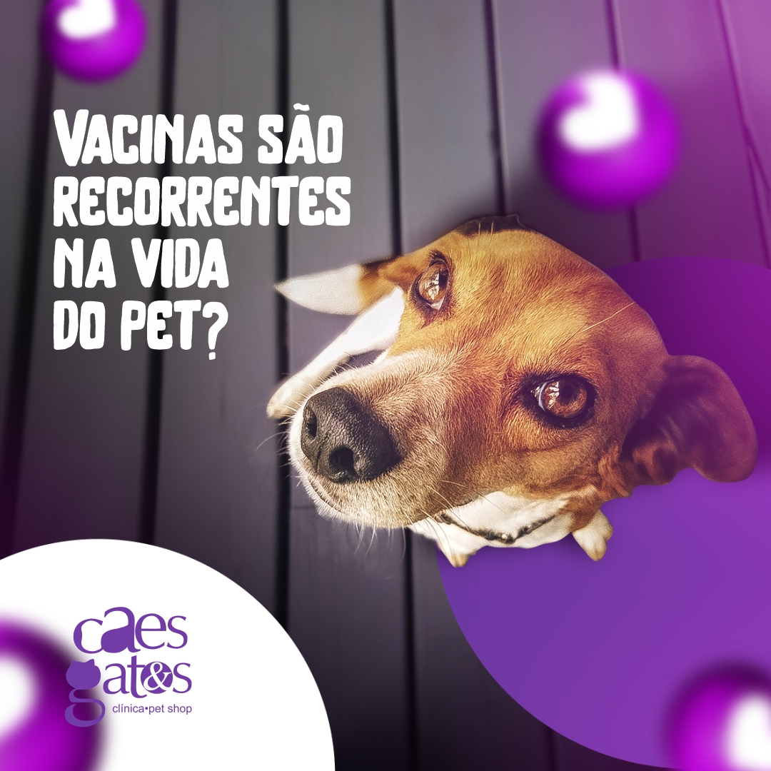 Vacinas são recorrentes na vida do pet? | Clínica Cães e Gatos