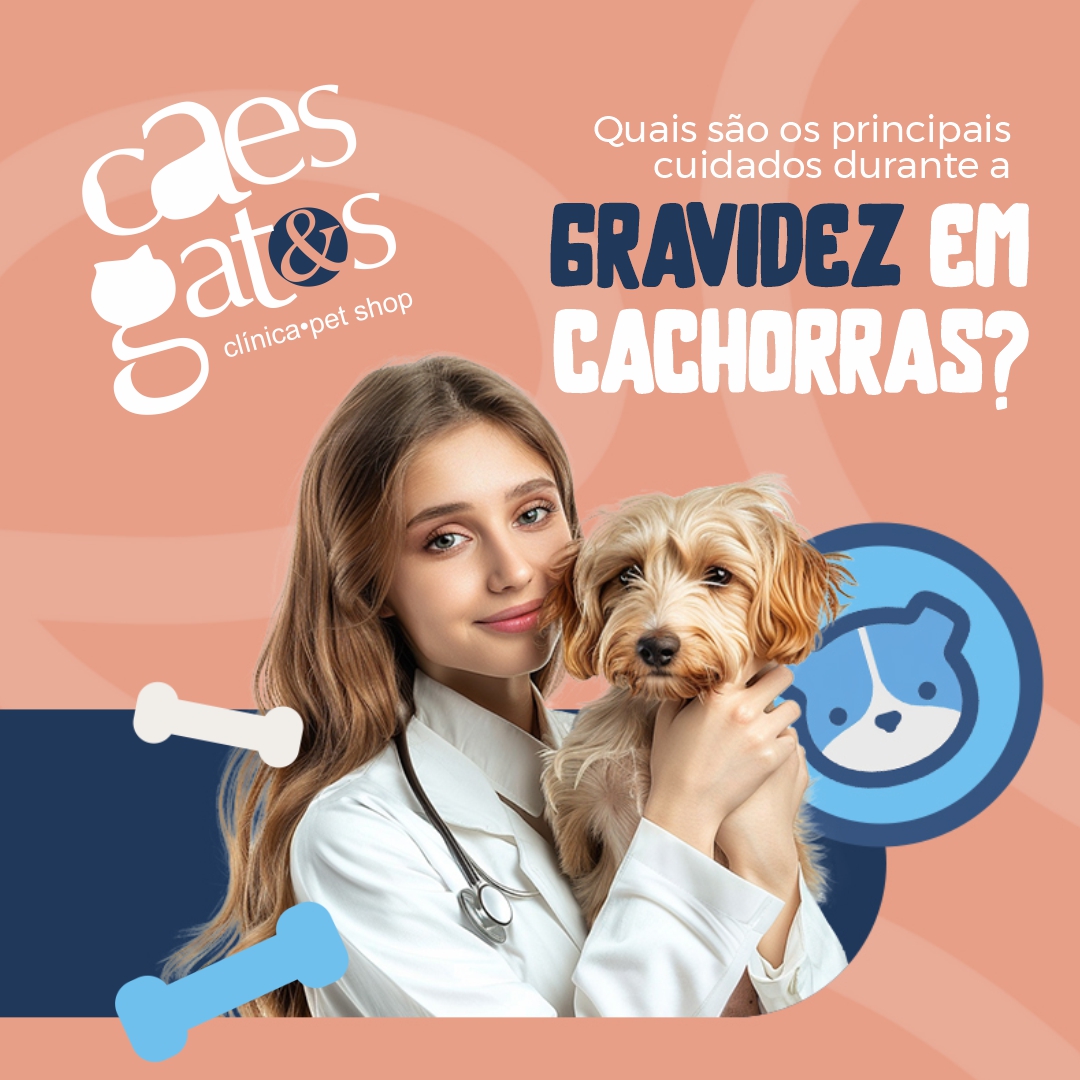 Quais são os principais cuidados durante a gravidez em cachorras?