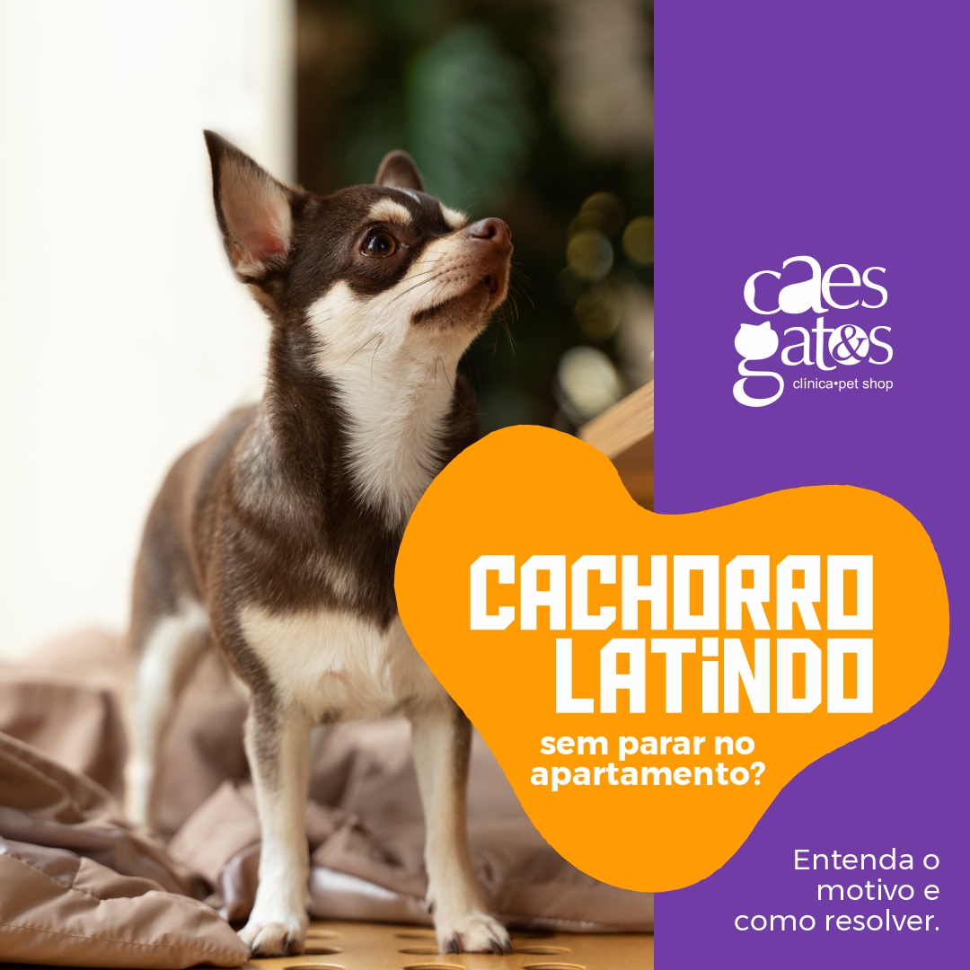 Cachorro latindo sem parar no apartamento? | Entenda o motivo e como resolver