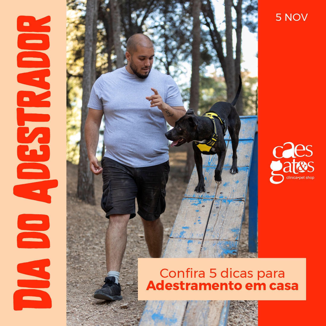 Dia do Adestrador | Confira 5 dicas para adestramento em casa