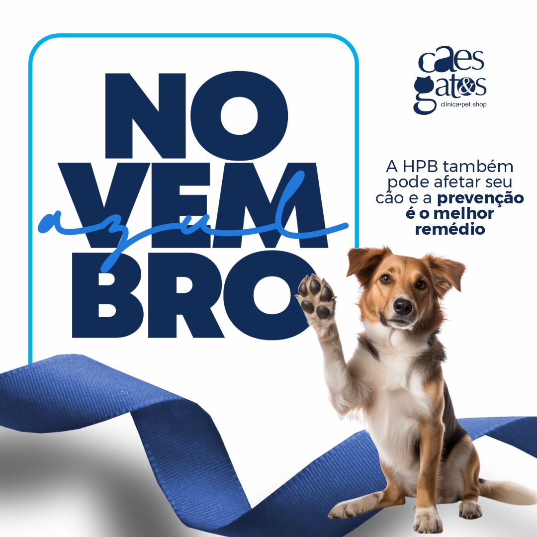 Novembro Azul | A HPB também pode afetar seu cão e a melhor prevenção é o remédio